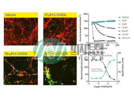 神經(jīng)干細胞誘導(dǎo)分化